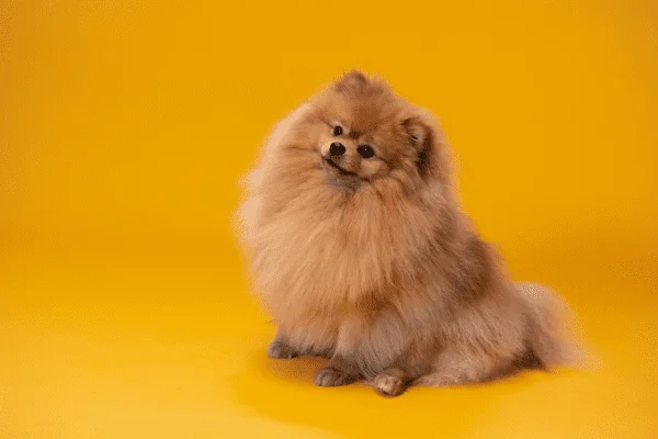 nombre para perros hembras pomerania