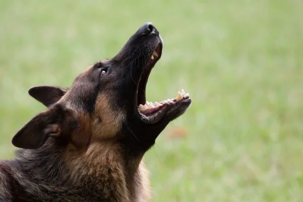 ladridos perros