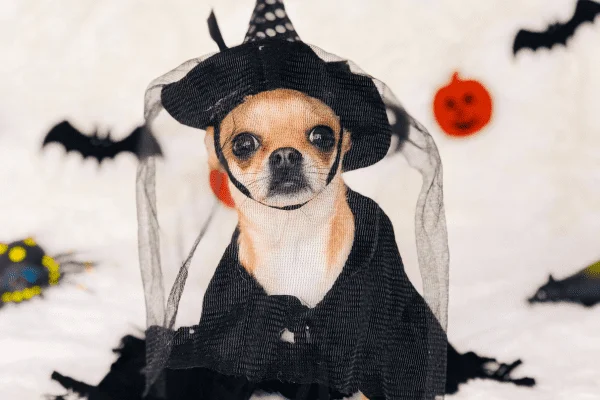 Diseno-sin-titulo-2023-09-17T131507.549 disfraz de perro hallowen
