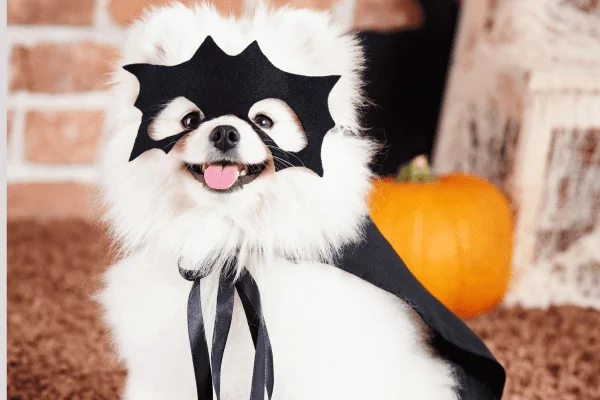 Diseno-sin-titulo-2023-09-17T133115.400 disfraz de perro Halloween