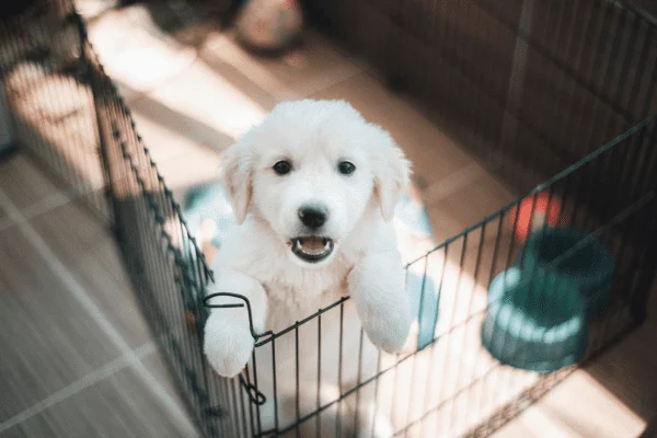 jaula para perros