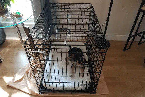 jaula para perros