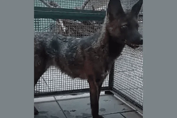 hibrido de zorro y perro brasil