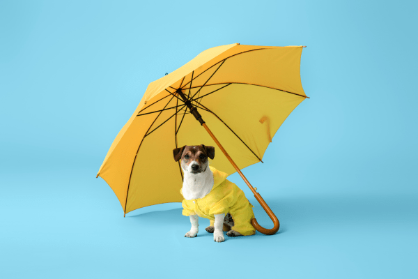 chubasqueros para perros