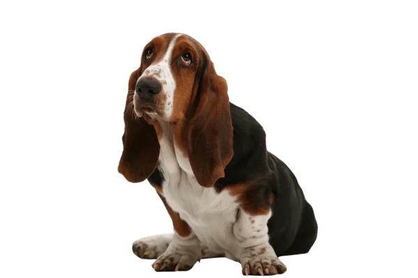raza de perro mediano Basset Hound