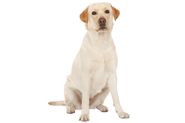 raza de perros medianos Labrador Retriever