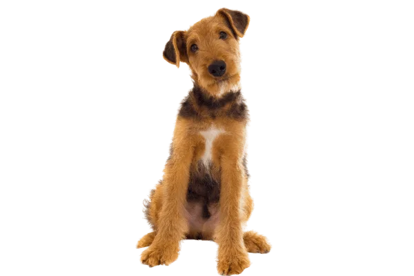 raza de perros mediana Airedale Terrier