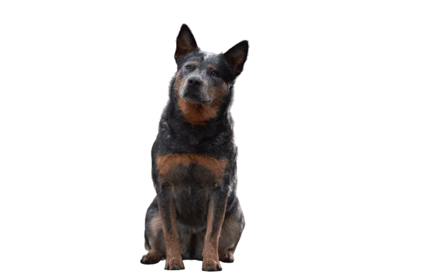 raza de perros medianos Pastor ganadero australiano