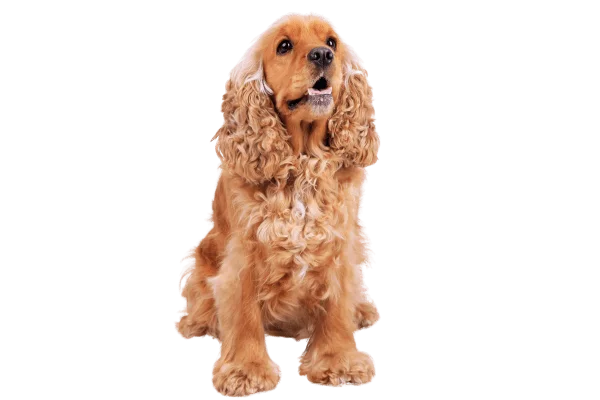 raza de perros medianos Cocker Spaniel Inglés