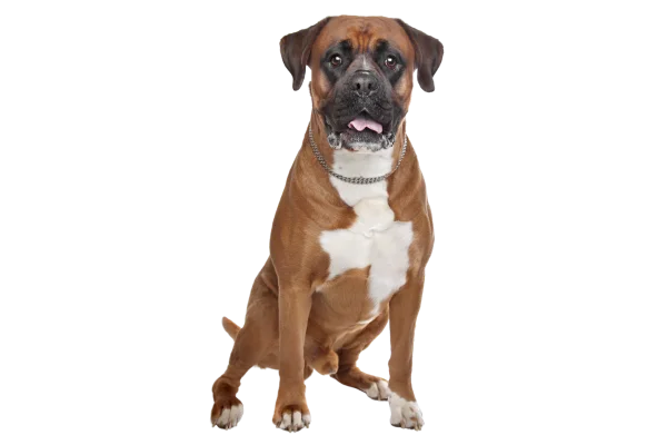 raza de perro boxer