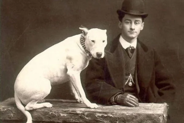 Bull terrier raza perro