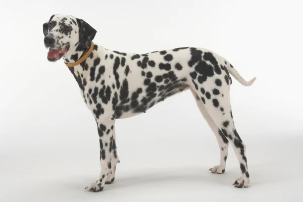 dalmata