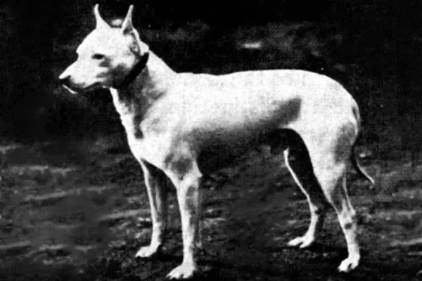 terrier ingles blanco