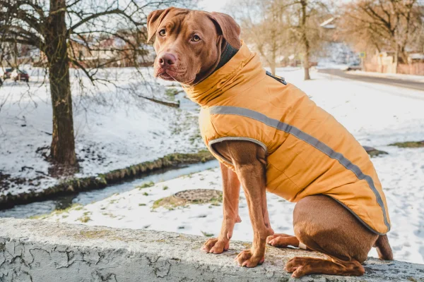 perros frio