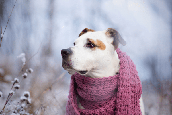 perros frio