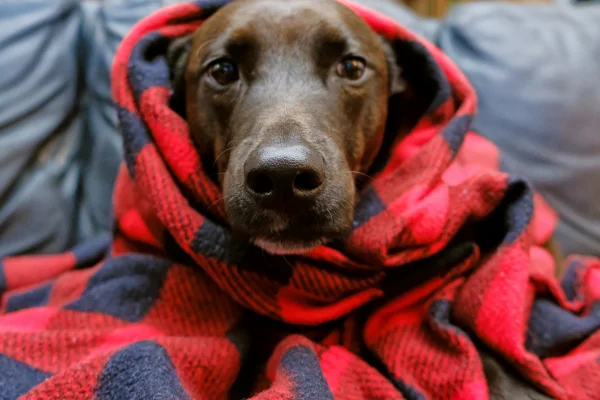 perros frio