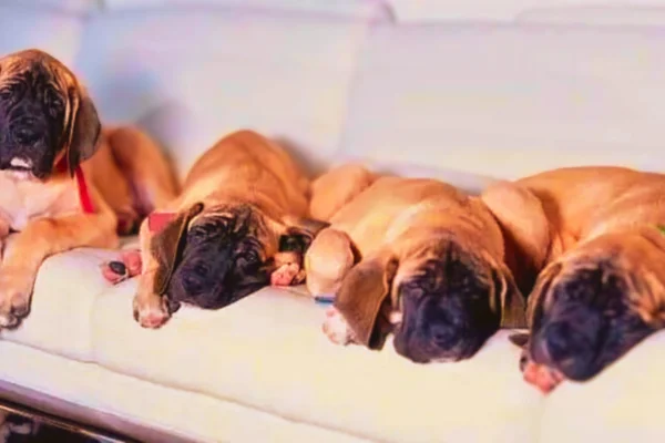 perros de milei