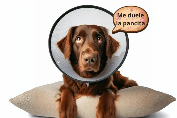 dieta blanda en perros