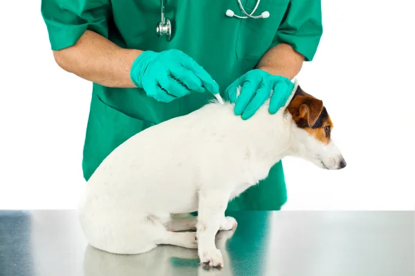 protección contra el dengue en perros