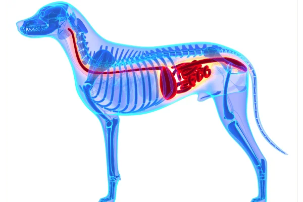 digestión perro imagen