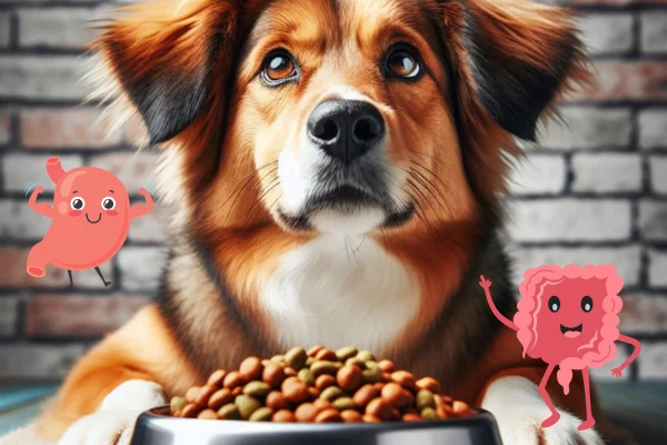 digestión perro
