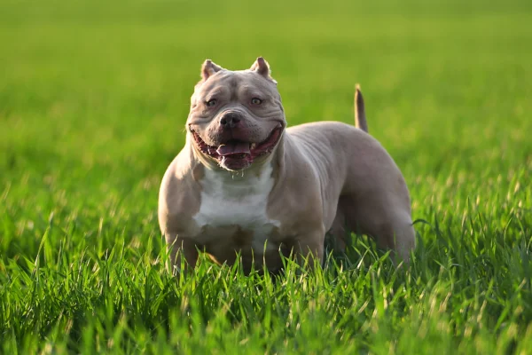 american bully xl