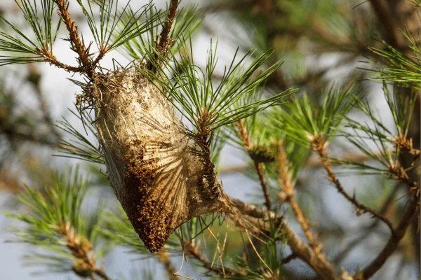 procesionaria nido