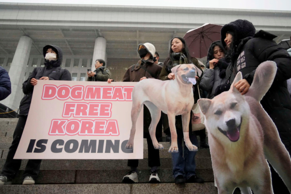 prohibicion carne de perro corea