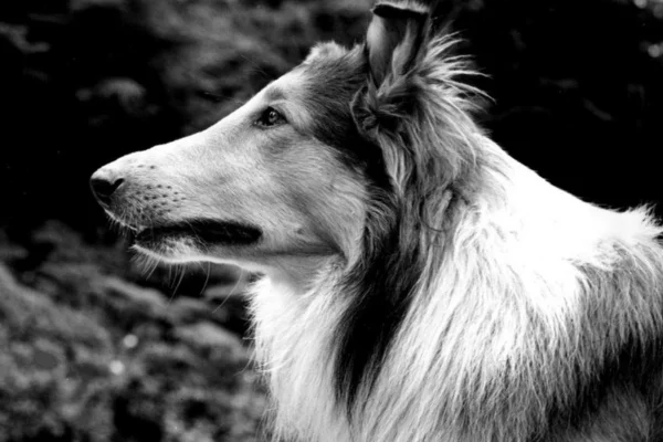 lassie perro