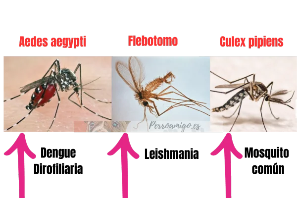 Mosquito normal y mosquito del dengue imagen