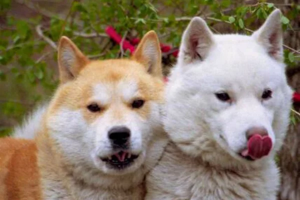 Hokkaido perro japones