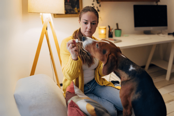 cbd para perros