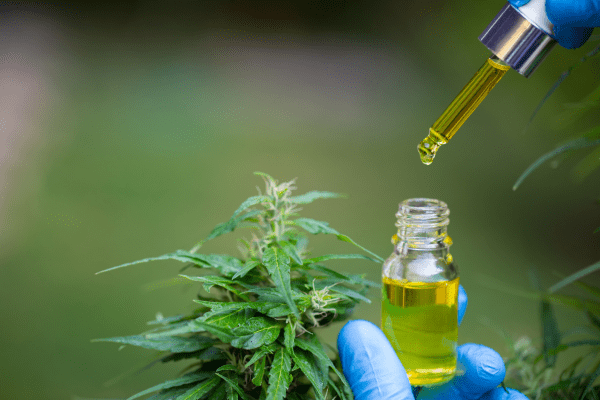 cbd para perros ancianos
