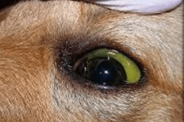 hepatitis infecciosa canina