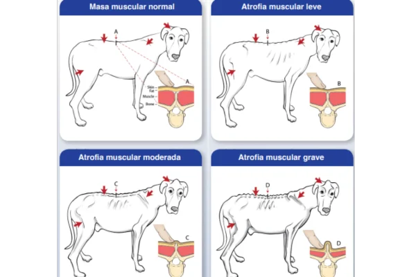 puntuación condición muscular canina