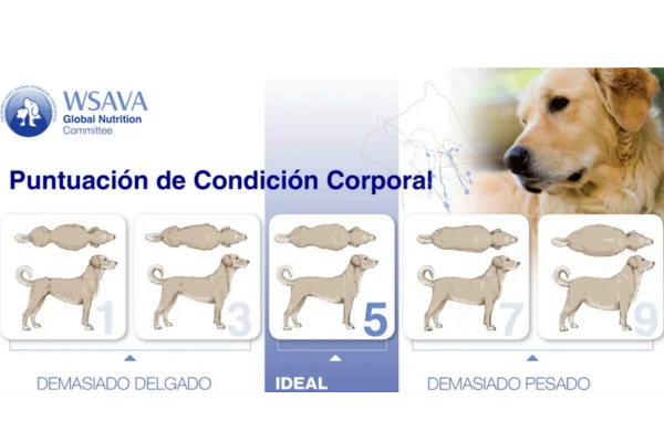 condicion corporal canina puntuacion