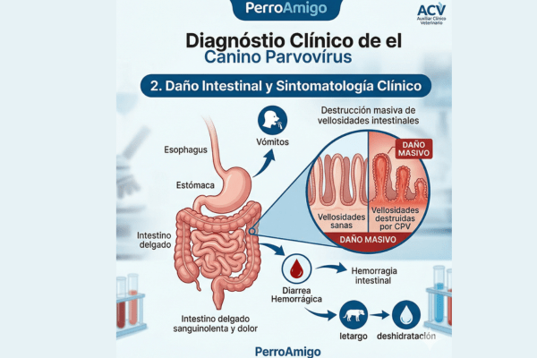 Esquema del daño intestinal por Parvovirus y sintomatología clínica