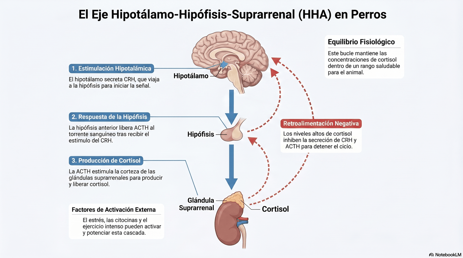 Eje Hipotálamo-Hipófisis-Suprarrenal