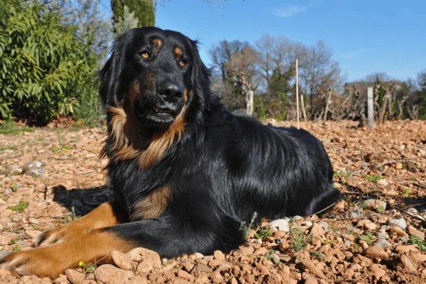 hovawart raza perro imagen