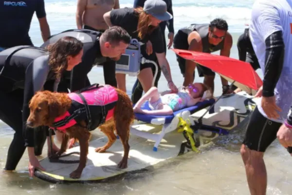 Ricochet perra surfista de terapia
