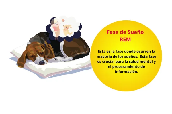 fase rem sueño perro