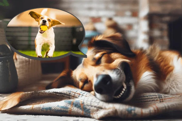sueños perros
