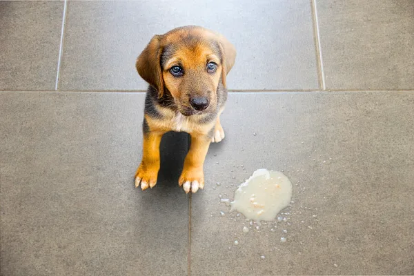vomito en perro