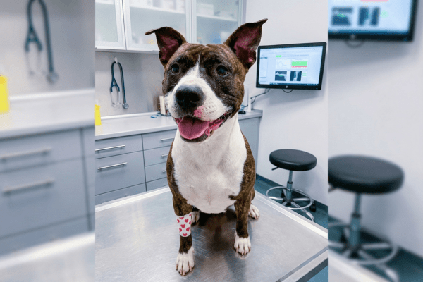 Perra Noa sentada tranquilamente en la consulta veterinaria luciendo una venda con corazones en la pata tras su extracción de sangre.