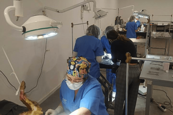 Katy Especialización Quirófano Veterinario I-VET