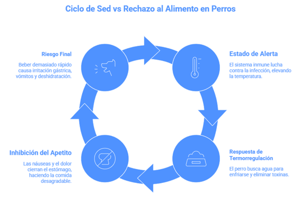 Gráfico clínico: Por qué mi perro prefiere el agua a la comida