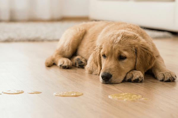 Perro vomita varias veces seguidas: qué hacer y cuándo es grave