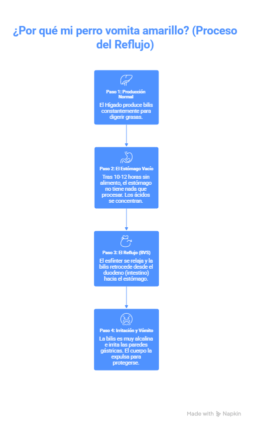 Infografía ruta de la bilis y reflujo biliar en perros